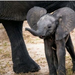 Meet your Posher, Dana